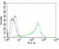  Nucleolin (Marker of Human Cells) Antibody - With BSA and Azide